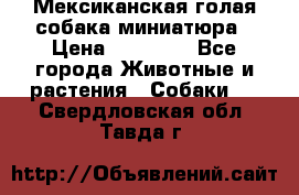 Мексиканская голая собака миниатюра › Цена ­ 53 000 - Все города Животные и растения » Собаки   . Свердловская обл.,Тавда г.